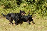 BEAUCERON 721